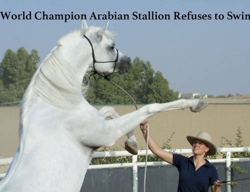 World Champion Arabian Stallion Refuses to Swim